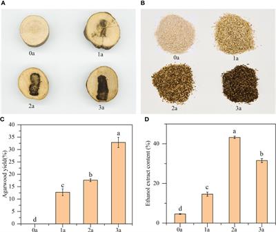 Anatomical, chemical and endophytic fungal diversity of a Qi-Nan clone of Aquilaria sinensis (Lour.) Spreng with different induction times